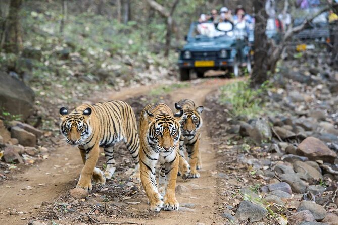 7-Day Golden Triangle Tour with Ranthambore Tiger Safari - Day 2 Delhi to Agra: 200 km, then you get the main Agra Fort hit