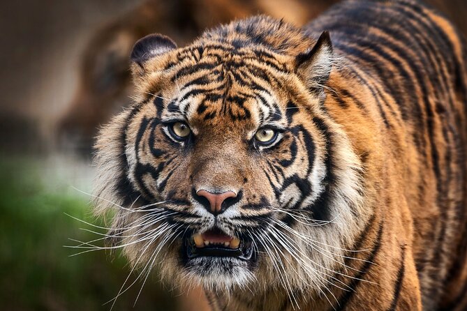 8 Day Golden Triangle Tour with Ranthambore {Taj , Tigers & More} - Golden Triangle Plus Ranthambore, The Big Picture