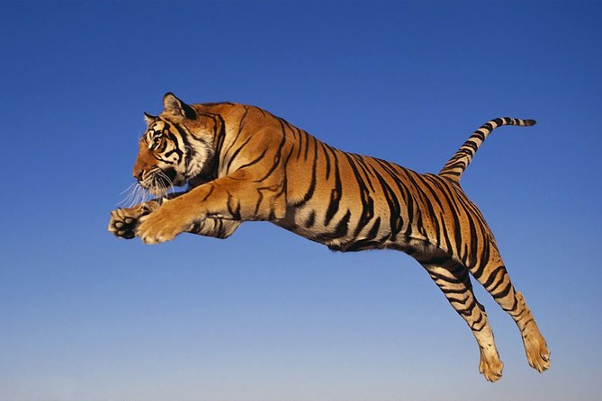 8 Day Golden Triangle Tour with Ranthambore {Taj , Tigers & More} - Agra Day Trips, Agra Fort Views, and Mehtab Bagh at the Right Moment