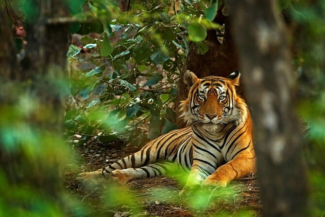 8-Day Private Golden Triangle Tour with a Ranthambore Wildlife Safari From Delhi - Delhi day: Red Fort, Chandni Chowk walk, Jama Masjid, and the Qutub Minar corridor