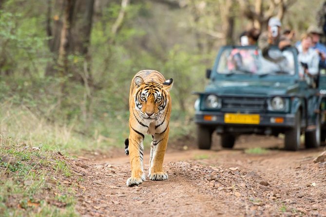8 Days Delhi Agra Ranthambore Udaipur Jaipur Delhi Tour(Taj, Tigers & Lakes) - Ranthambore tiger country: early safaris, shared jeeps, and two shots
