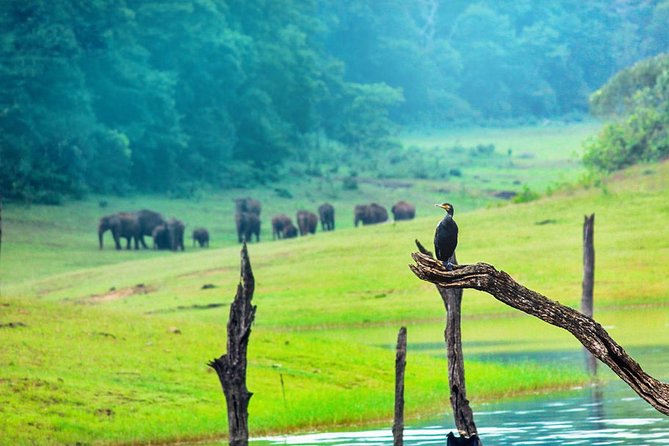 8 Days Kerala Private Tour (3 Star) with Munnar, Houseboat & Cab- Iris Holidays - Kochi Pickup and the Road Trip to Munnar Falls