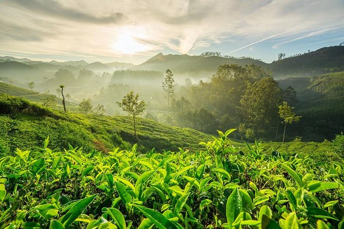 9 Days Private Exotic Kerala Tour - Price and logistics: what $784 covers and what to budget