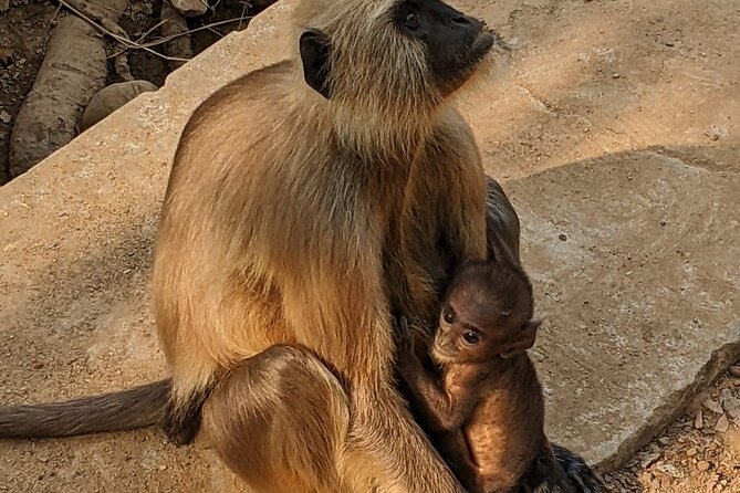 Abhaneri & Bhangarh Day Trip – Car, Guide, Lunch & Monkey Temple - Guide + Driver Setup: The Secret Sauce of a Low-Stress Day