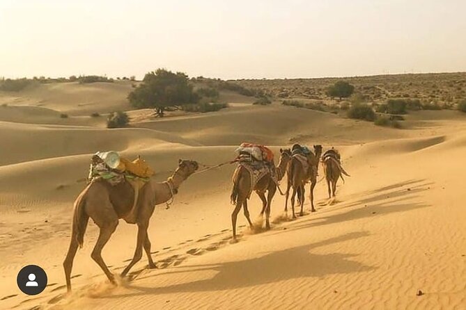 Adventure non touristic camel safari - Village Life Adds Meaning Beyond the Camel Ride