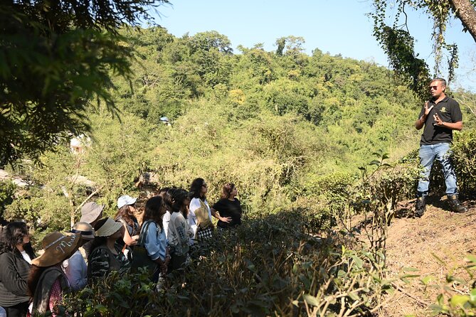 Amchong Tea Estate + Factory Visit (with Hi-tea only) - Key highlights to look for