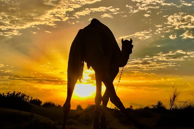 An Overnight Non-touristic Camel Safari (2PM to 11:30 AM Next Day) - Key Highlights You’ll Care About