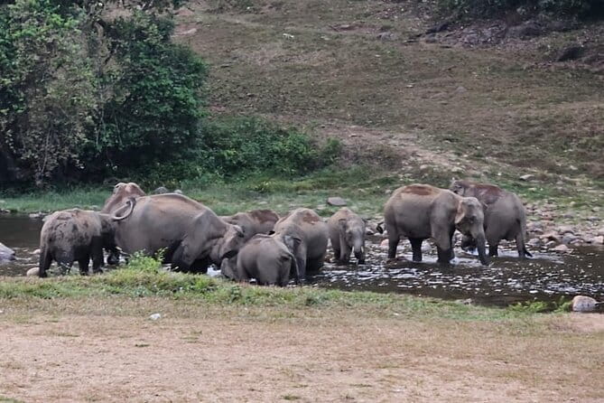 Anakkulam Wild Elephant Visiting(Jeep tour) - Key highlights to know before you go