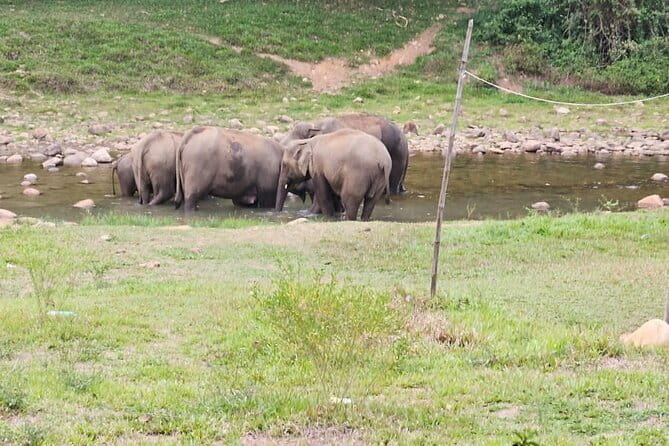Anakkulam Wild Elephant Visiting(Jeep tour) - Price and Value: What $52.49 Per Group Buys You