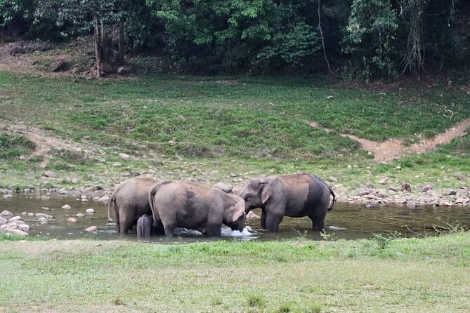 Anakkulam Wild Elephant Visiting(Jeep tour) - The Scenic Jeep Drive and Tea Plantation Views