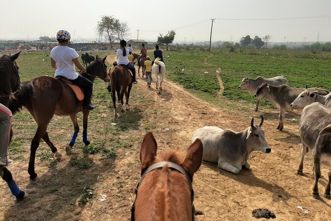 Aravali Trail Experience( Jungle Safari Forest area)- Horseback Riding - Duke Horse Riding Club, Meeting Point, And The 6:00 am Start