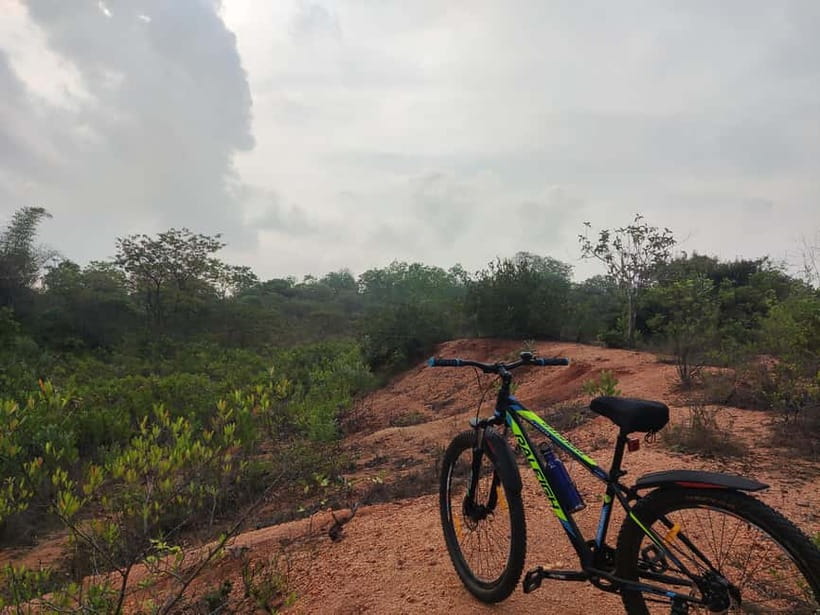 Auroville: Nature Trail Forest Cycling Adventure - First MTB Stretch on Poothurai Road: Sunlight Dapples, Pine Sits in Your Nose
