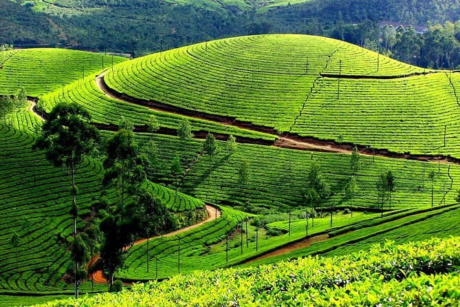 Backwater Tour from Cochin - Open canoe through narrow canals, then tea, snacks, and craft demos