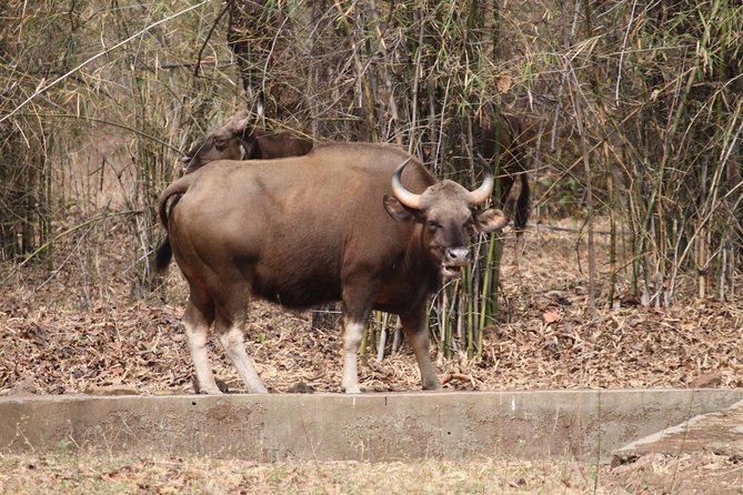 Bandipur Tiger Reserve with Somnathpur Temple Tour - Food and Comfort: The Stuff That Makes or Breaks Short Trips