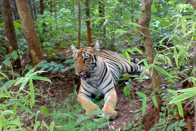 Bandipur Tiger Reserve with Somnathpur Temple Tour - Day 1 From Bangalore to Bandipur: Settling In Without Rushing