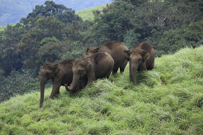 Best of Kerala Tour Package 7 nights / 8 days by Sanguine Holidays - Private AC car and an English-speaking chauffeur, the real comfort upgrade