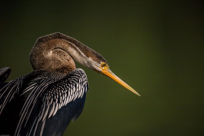 Bharatpur Bird watching & Wildlife from Delhi - Weather and timing: monsoon days can be wild