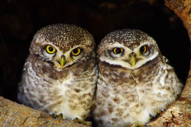 Bharatpur Bird watching & Wildlife from Delhi - Who this tour suits, and who should think twice