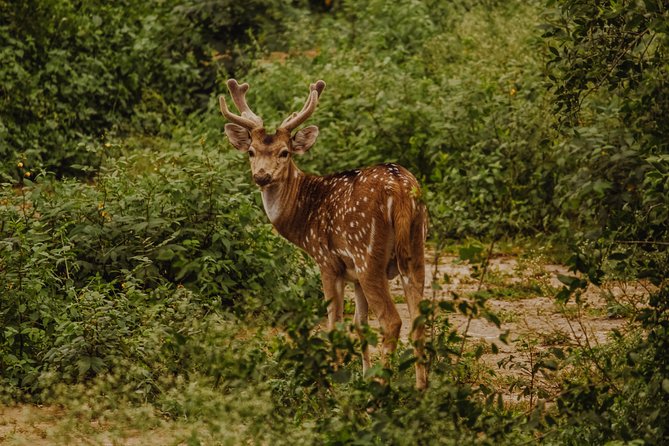 Bharatpur Bird watching & Wildlife from Delhi - What to see: 350+ species, plus the mammals that surprise you