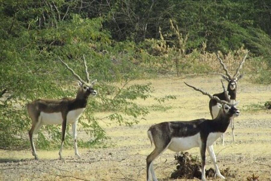Bishnoi Village Safari Private Half Day Tour - What this Bishnoi safari feels like in real time