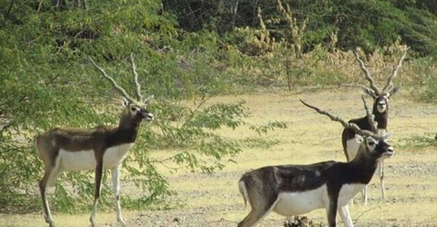 Bishnoi Village Safari Private Half Day Tour - Gudha Bishnoiyan: wildlife along the village edge and Bishnoi family life
