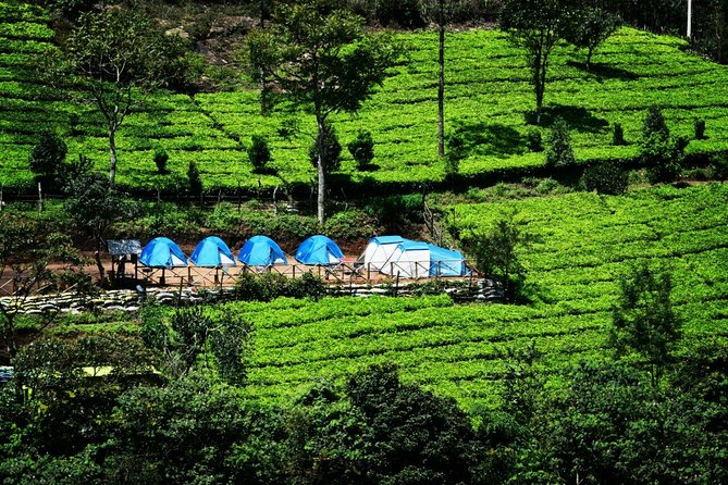 Camping Suriyaneli/Munnar Kerala - Entering Munnar’s tea country from Suryanelli