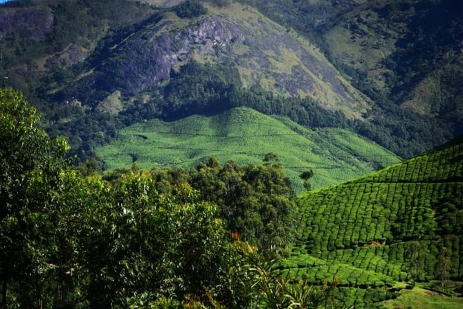 Camping Suriyaneli/Munnar Kerala - Phantom Hill, Pappathichola, by 9:30 AM: the second payoff