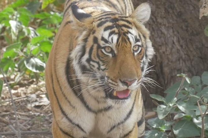 Canter Safari-Ranthambore National Park - Ranthambore Canter Safari, What Your 3 Hours Really Means
