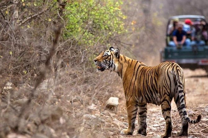 Canter Safari-Ranthambore National Park - Inside the Park: What You’ll See Besides Tigers