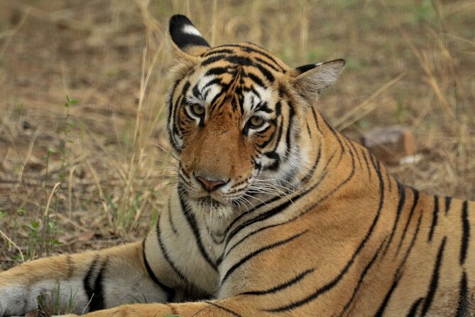Canter Safari-Ranthambore National Park - Guide and Driver: Why Their Role Is More Than Driving