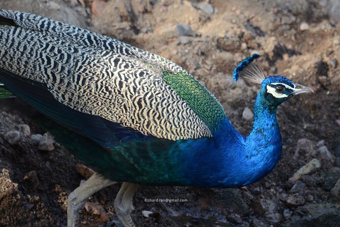 Canter Safari-Ranthambore National Park - Hotel Pickup, Meeting Point, and The Time Budget You Should Plan