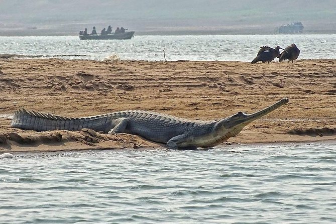 Chambal River Safari - Why the Chambal River safari is a smart Agra add-on