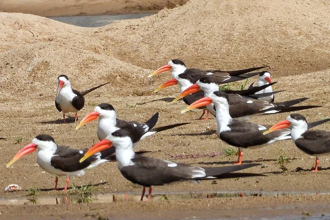 Chambal River Safari - National Chambal Wildlife Sanctuary: what the morning sets up