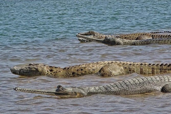 Chambal River Safari - Food, comfort, and the small touches that make it easier