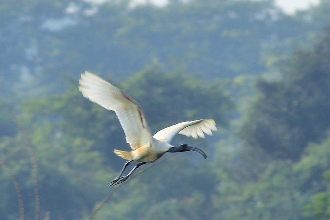 Chennai, Guided Birding And Birding Photo Trip With Spot Scope, 2 to 3 Hours - The 2 to 3 hours: what the flow feels like