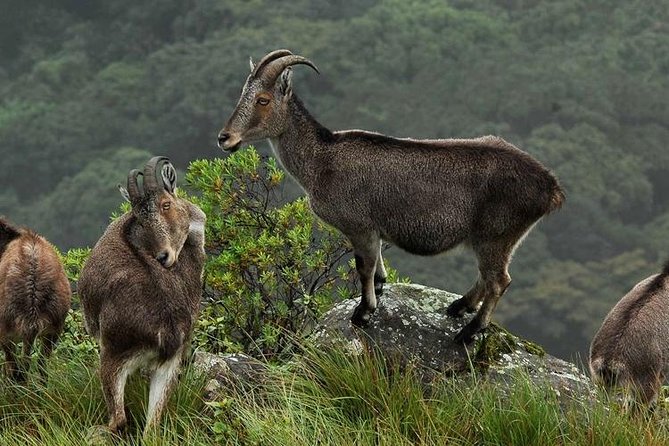 Chinnar wild valley experience day tour ( By Munnar Info) - Why Chinnar and Eravikulam fit together in one day