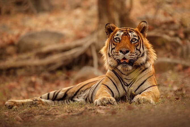 Day Trip from Jaipur to Ranthambore Safari - Key Things I’d Zero In On