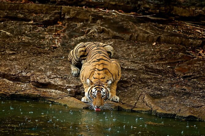 Day Trip from Jaipur to Ranthambore Safari - Jaipur to Ranthambore: A Long Drive That’s Still Worth It