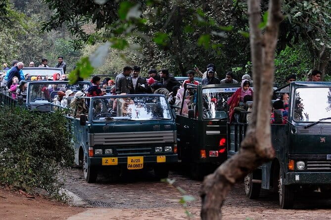 Day Trip from Jaipur to Ranthambore Safari - Wildlife Chances Beyond Tigers (And How to Improve Yours)