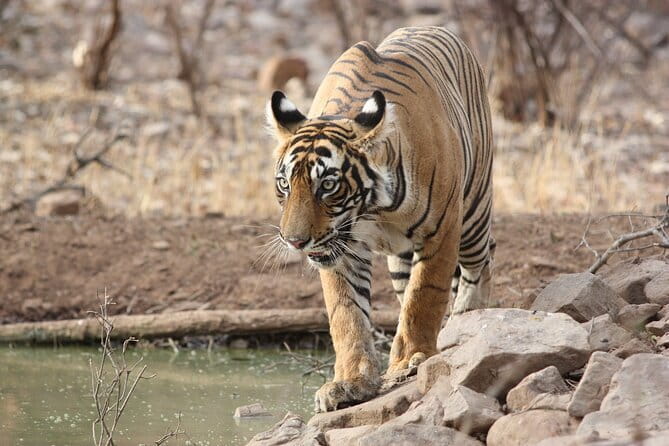 Day Trip from Jaipur to Ranthambore Safari - Should You Book This Jaipur to Ranthambore Day Trip?