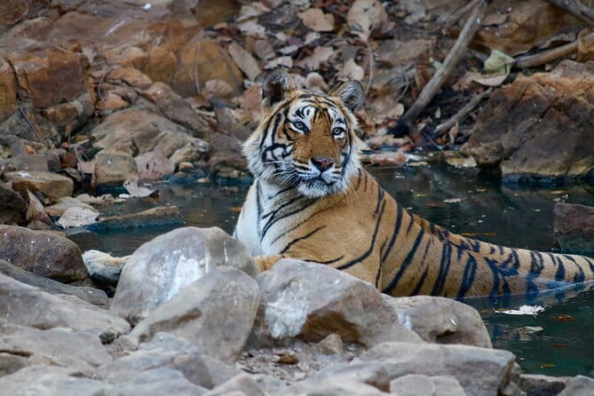 Day Trip from Jaipur to Ranthambore Safari - The Safari Window: How Jeep or Canter Viewing Works