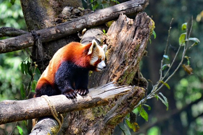 Day_Trippers (Darjeeling Full Day Tour). - Key highlights you’ll care about