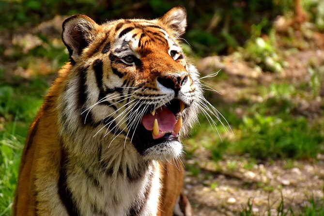 Delhi, Agra, Jaipur & Ranthambhore Tiger Safari 5-Day Tour - Key things I’d circle on your planning sheet