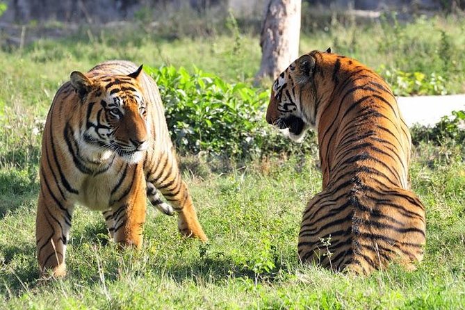 Delhi, Agra, Jaipur & Ranthambhore Tiger Safari 5-Day Tour - New Delhi first: Qutub Minar, India Gate, and a Parliament-area drive