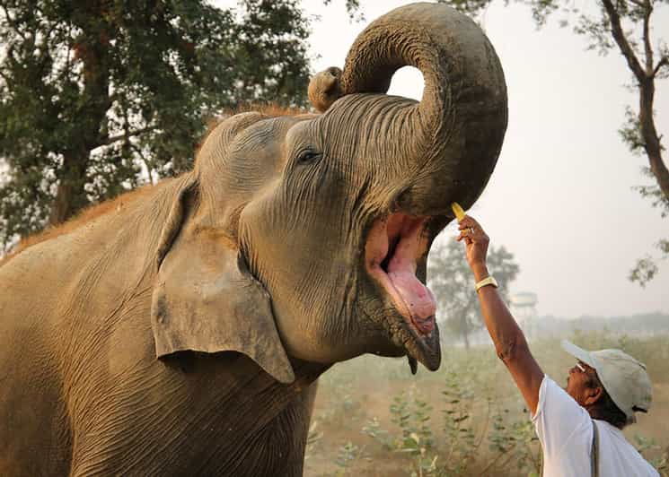 Delhi: Sunrise Taj Mahal & Elephant SOS Tour with Transfers - Mughlai lunch at a 5-star hotel, and how to use it well