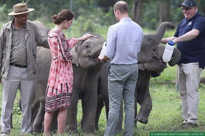 Delhi: Sunrise Taj Mahal & Elephant SOS Tour with Transfers - Should you book this Delhi to Agra sunrise and elephant tour?
