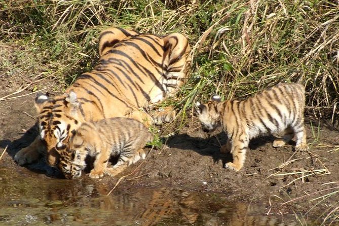 Delhi to Ranthambore Daily Tiger Safari Tour - Two game drives on Day 2: why the itinerary gives you real wildlife time