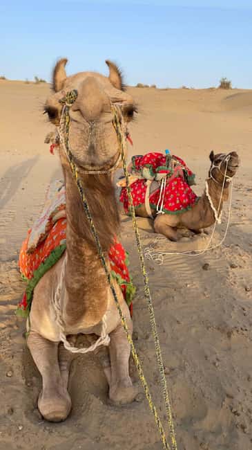 Desert Rose Jaisalmer: Luxury Tent In Thar Desert - Folk dances, chai, and a full Rajasthani dinner