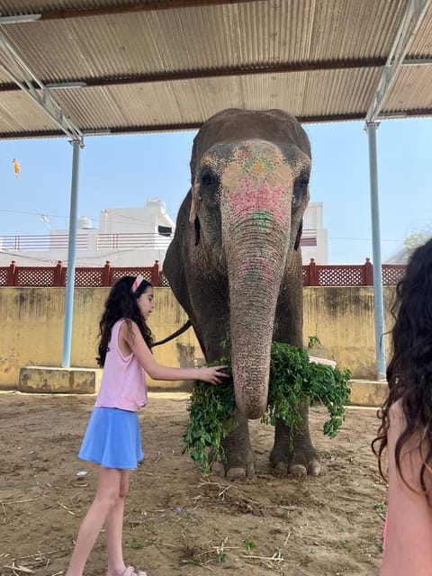Elefun Best Elephant Sanctuary in Jaipur - Price and value, why $60 for 3 hours can make sense