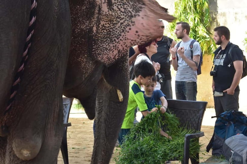 Elefun Best Elephant Sanctuary in Jaipur - Elefun Elephant Sanctuary in Jaipur, why this visit feels different